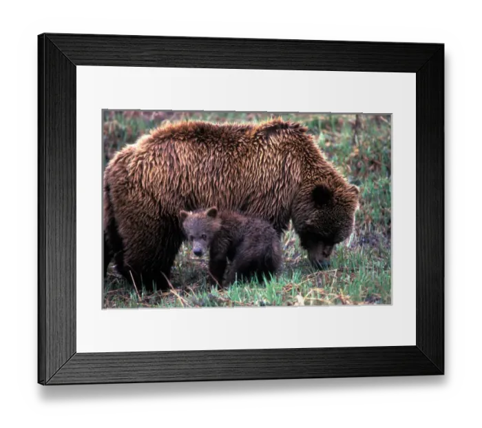 Framed Print : USA, Alaska, Denali National Park, Grizzly Bear sow and cub (Ursus arctos) in rain Framed Print : USA, Alaska, Denali National Park, Grizzly Bear sow and cub (Ursus arctos) in rain