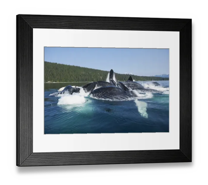 Framed Print : USA, Alaska, Tongass National Forest, Close-up of Humpback Whale (Megaptera novaengliae) Framed Print : USA, Alaska, Tongass National Forest, Close-up of Humpback Whale (Megaptera novaengliae)