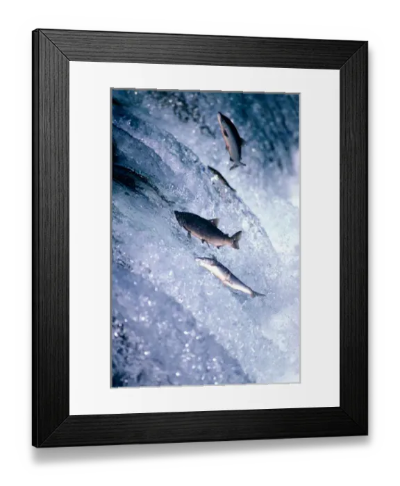 Framed Print : USA, Alaska, Katmai National Park, Sockeye (Red) Salmon (Oncorhynchus nerka) spawning Framed Print : USA, Alaska, Katmai National Park, Sockeye (Red) Salmon (Oncorhynchus nerka) spawning