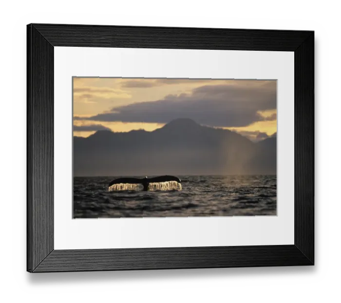 Framed Print : Alaska, Tongass National Forest, Tail flukes of Humpback Whale (Megaptera novaengliae) Framed Print : Alaska, Tongass National Forest, Tail flukes of Humpback Whale (Megaptera novaengliae)