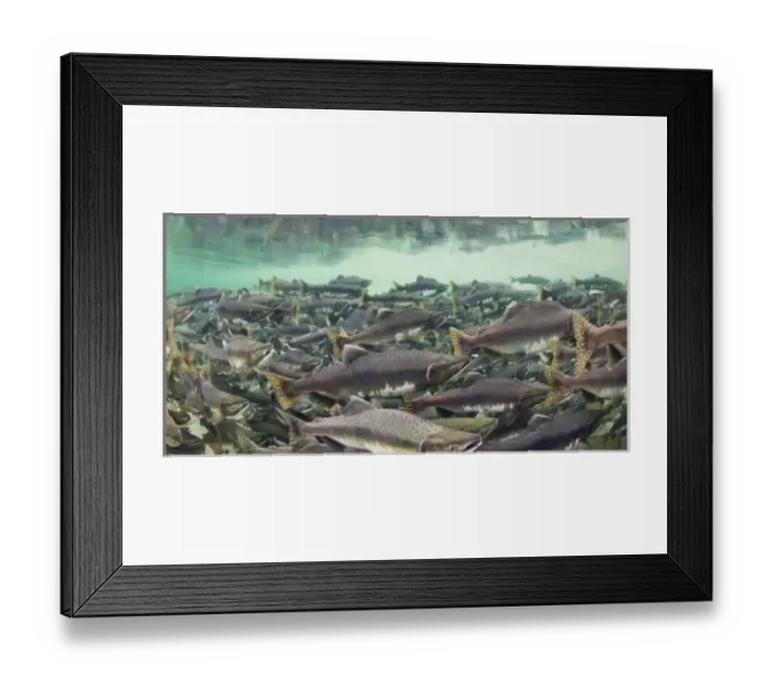 Framed Print : USA, Alaska, Katmai National Park, Underwater view of spawning Chum and Red Salmon