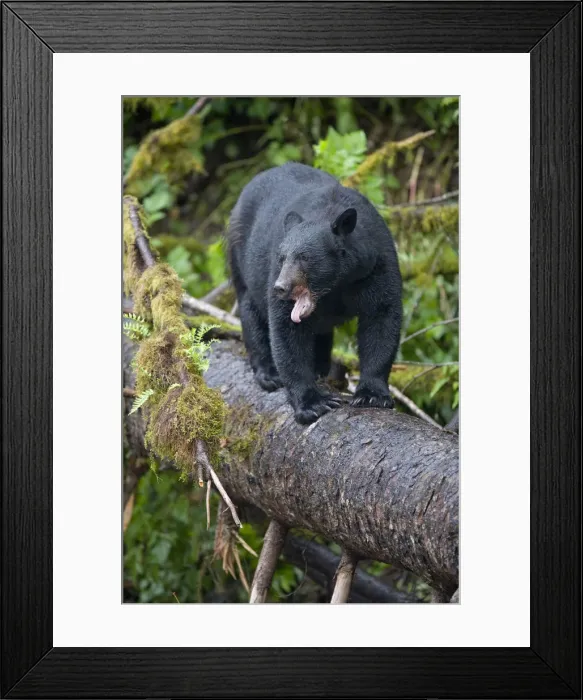 Framed Print : USA, Alaska, Kake, Black Bear (Ursus americanus) yawns while standing balanced