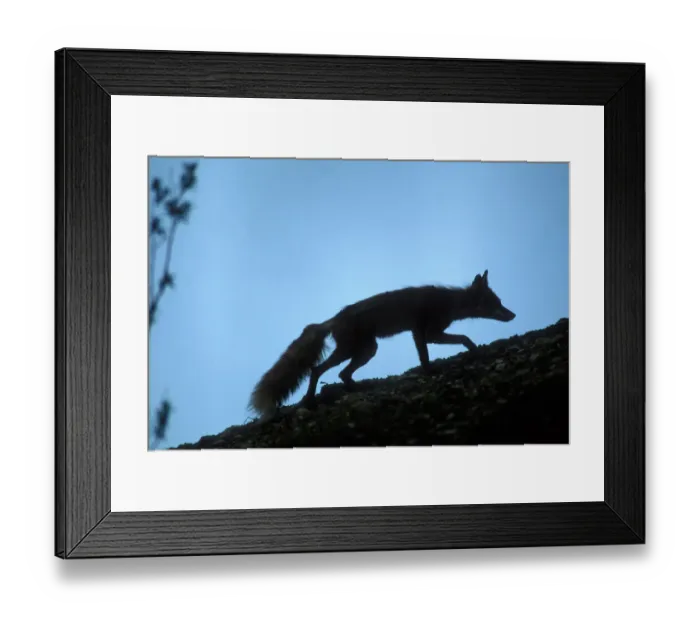 Framed Print : USA, Alaska, Denali National Park, Red Fox (Vulpes vulpes) silhouetted against ridgeline Framed Print : USA, Alaska, Denali National Park, Red Fox (Vulpes vulpes) silhouetted against ridgeline