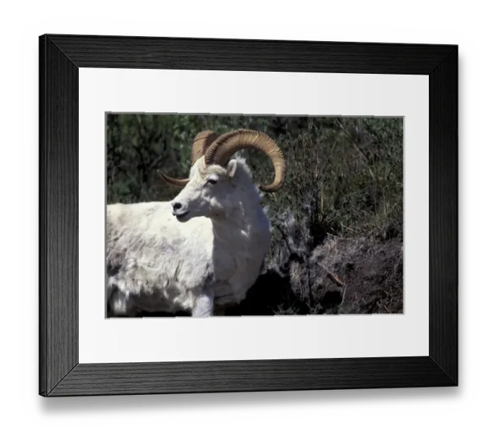 Framed Print : North America, USA, Alaska, Denali NP, Polychrome Pass. Dall ram