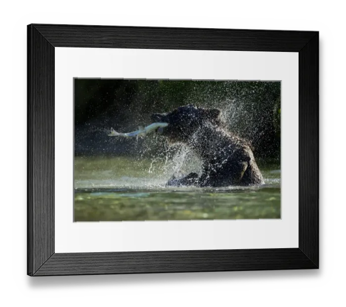 Framed Print : USA, Alaska, Katmai National Park, Grizzly Bear (Ursus arctos) shaking off water