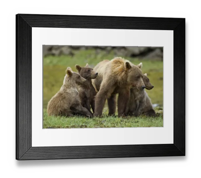 Framed Print : USA, Alaska, Katmai National Park, Grizzly Bear Sow (Ursus arctos) stands with cubs Framed Print : USA, Alaska, Katmai National Park, Grizzly Bear Sow (Ursus arctos) stands with cubs