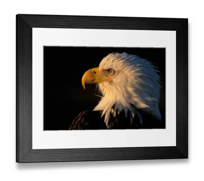 Framed Print : USA, Alaska, Homer, Close-up portrait of Bald Eagle (Haliaeetus leucocephalus) along Framed Print : USA, Alaska, Homer, Close-up portrait of Bald Eagle (Haliaeetus leucocephalus) along
