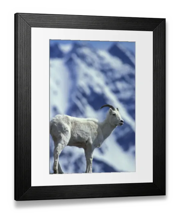Framed Print : North America, USA, Alaska, Denali NP, Polychrome Pass. Dall sheep on ridge Framed Print : North America, USA, Alaska, Denali NP, Polychrome Pass. Dall sheep on ridge
