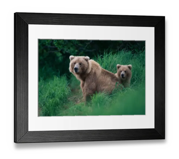 Framed Print : USA, Alaska, Katmai National Park, Grizzly Bear sow and cub (Ursus arctos) in tall Framed Print : USA, Alaska, Katmai National Park, Grizzly Bear sow and cub (Ursus arctos) in tall