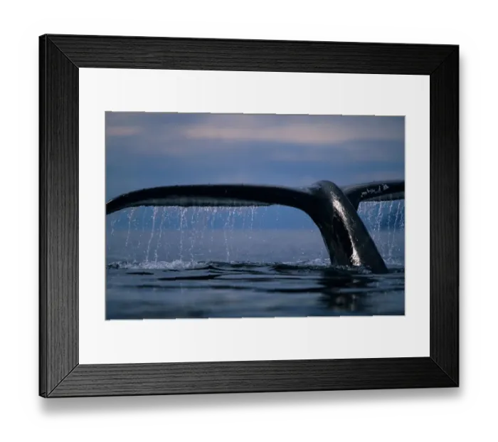 Framed Print : Alaska, Tongass National Forest, Tail flukes of Humpback Whale (Megaptera novaengliae) Framed Print : Alaska, Tongass National Forest, Tail flukes of Humpback Whale (Megaptera novaengliae)