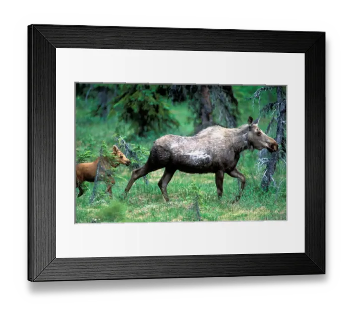Framed Print : USA, Alaska, Moose cow and calf (Alces alces) walk through spruce forest in Turnagain Framed Print : USA, Alaska, Moose cow and calf (Alces alces) walk through spruce forest in Turnagain