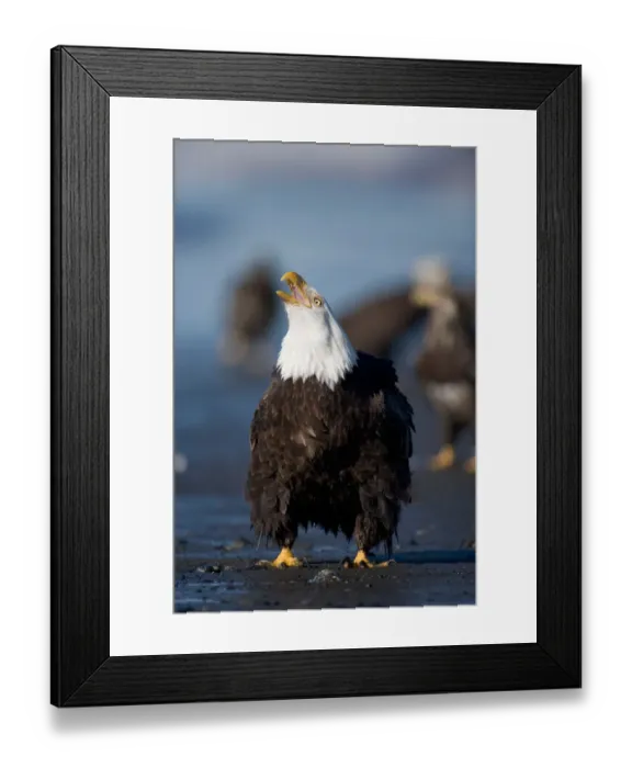 Framed Print : USA, Alaska, Homer, Bald Eagle (Haliaeetus leucocephalus) calling while standing Framed Print : USA, Alaska, Homer, Bald Eagle (Haliaeetus leucocephalus) calling while standing
