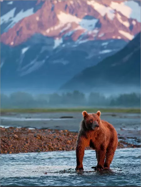 USA, Alaska, Katmai National Park, Grizzly Bear (Ursus arctos) standing in salmon