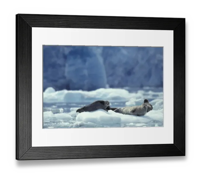 Framed Print : North America, USA, Alaska, South Sawyer Glacier, Tracy Arm, Harbor seals on icebergs Framed Print : North America, USA, Alaska, South Sawyer Glacier, Tracy Arm, Harbor seals on icebergs