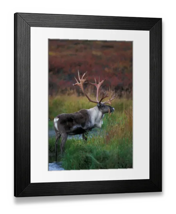 Framed Print : USA, Alaska, Denali National Park, Bull Caribou (Rangifer tarandus) feeds in tundra Framed Print : USA, Alaska, Denali National Park, Bull Caribou (Rangifer tarandus) feeds in tundra