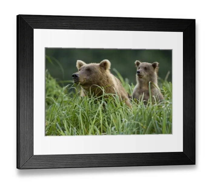 Framed Print : USA, Alaska, Katmai National Park, Grizzly Bear Sow(Ursus arctos) feeding in meadow Framed Print : USA, Alaska, Katmai National Park, Grizzly Bear Sow(Ursus arctos) feeding in meadow