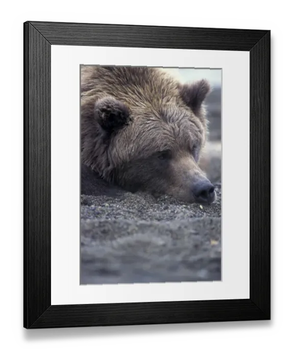 Framed Print : North America, USA, Alaska, Katmai NP, Naknek Lake beach. Brown bear