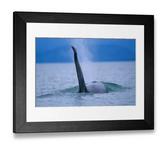 Framed Print : USA, Alaska, Tongass National Forest. Adult Male Orca Whale (Orcinus orca) swims Framed Print : USA, Alaska, Tongass National Forest. Adult Male Orca Whale (Orcinus orca) swims
