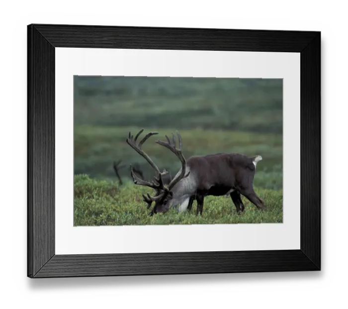 Framed Print : NA, USA, Alaska. Denali National Park. Bull caribou