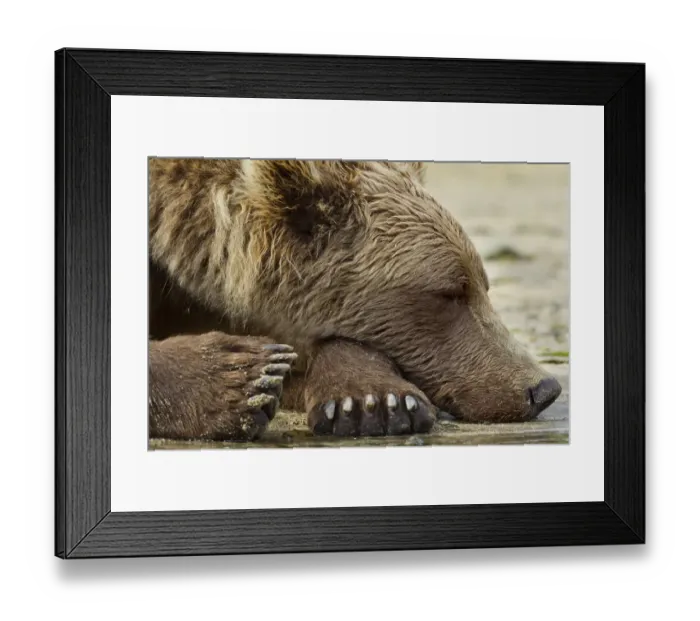 Framed Print : USA, Alaska, Katmai National Park, Grizzly Bear (Ursus arctos) sleeping along Geographic Framed Print : USA, Alaska, Katmai National Park, Grizzly Bear (Ursus arctos) sleeping along Geographic