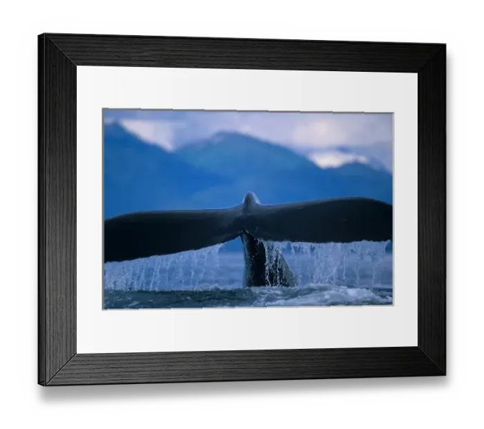 Framed Print : Alaska, Tongass National Forest, Tail flukes of Humpback Whale (Megaptera novaengliae) Framed Print : Alaska, Tongass National Forest, Tail flukes of Humpback Whale (Megaptera novaengliae)