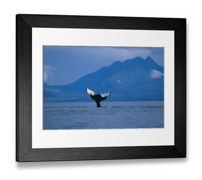 Framed Print : Alaska, Tongass National Forest, Humpback Whale (Megaptera novaengliae) slapping Framed Print : Alaska, Tongass National Forest, Humpback Whale (Megaptera novaengliae) slapping