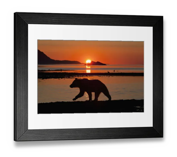 Framed Print : USA, Alaska, Katmai National Park, Grizzly Bear (Ursus arctos), Kukak Bay Framed Print : USA, Alaska, Katmai National Park, Grizzly Bear (Ursus arctos), Kukak Bay