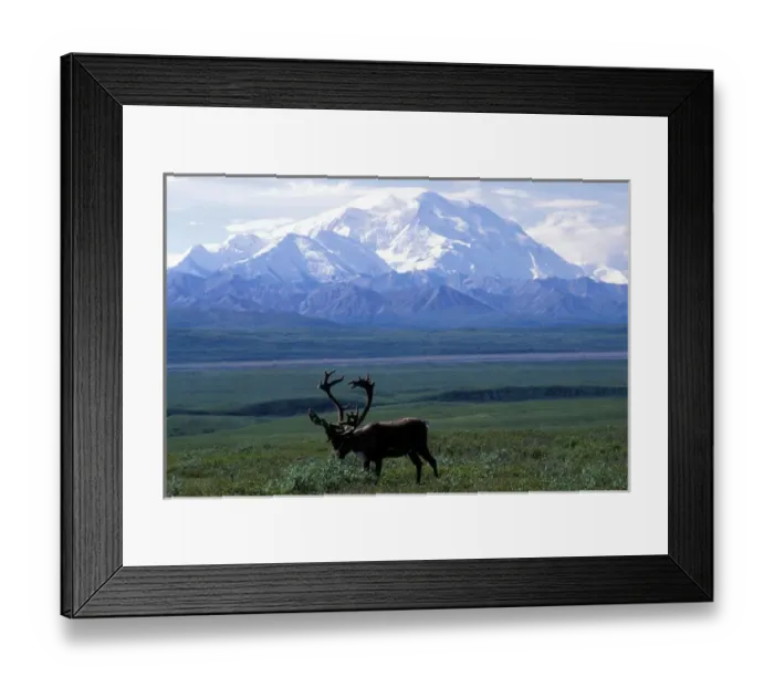 Framed Print : USA, Alaska, Denali National Park, Small herd of Caribou (Rangifer tarandus) Framed Print : USA, Alaska, Denali National Park, Small herd of Caribou (Rangifer tarandus)