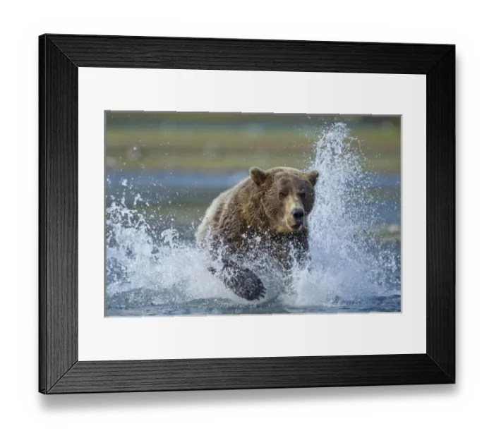 Framed Print : USA, Alaska, Katmai National Park, Grizzly Bear (Ursus arctos) runs while chasing Framed Print : USA, Alaska, Katmai National Park, Grizzly Bear (Ursus arctos) runs while chasing