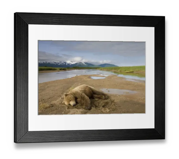 Framed Print : USA, Alaska, Katmai National Park, Brown Bear (Ursus arctos) resting in stream bed Framed Print : USA, Alaska, Katmai National Park, Brown Bear (Ursus arctos) resting in stream bed