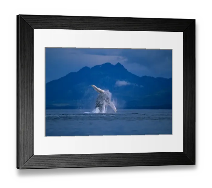 Framed Print : USA, Alaska, Tongass National Forest, Humpback Whale (Megaptera novaengliae) breaches