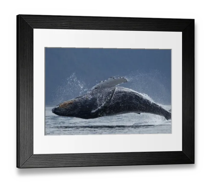 Framed Print : USA, Alaska, Tongass National Forest, Humpback Whale (Megaptera novaengliae) breaching Framed Print : USA, Alaska, Tongass National Forest, Humpback Whale (Megaptera novaengliae) breaching