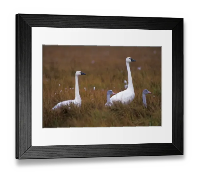 Framed Print : whistling swan, Cygnus columbianus, or tundra swan, family in the 1002 coastal plain Framed Print : whistling swan, Cygnus columbianus, or tundra swan, family in the 1002 coastal plain