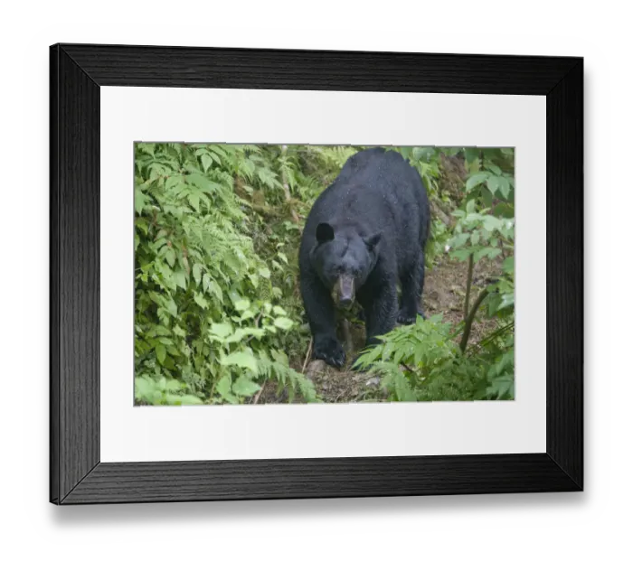 Framed Print : USA, Alaska, Kake, Black Bear (Ursus americanus) walking on banks along Gunnuck Creek Framed Print : USA, Alaska, Kake, Black Bear (Ursus americanus) walking on banks along Gunnuck Creek