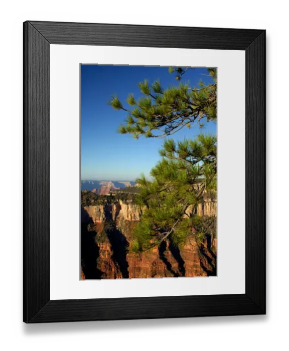 Framed Print : North America, USA, Arizona, Grand Canyon National Park, North Rim. Pine tree