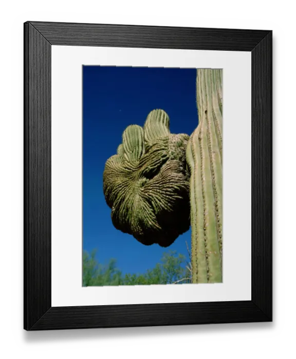 Framed Print : North America, USA, Arizona, Phoenix. Desert Botanical Garden, crested Framed Print : North America, USA, Arizona, Phoenix. Desert Botanical Garden, crested