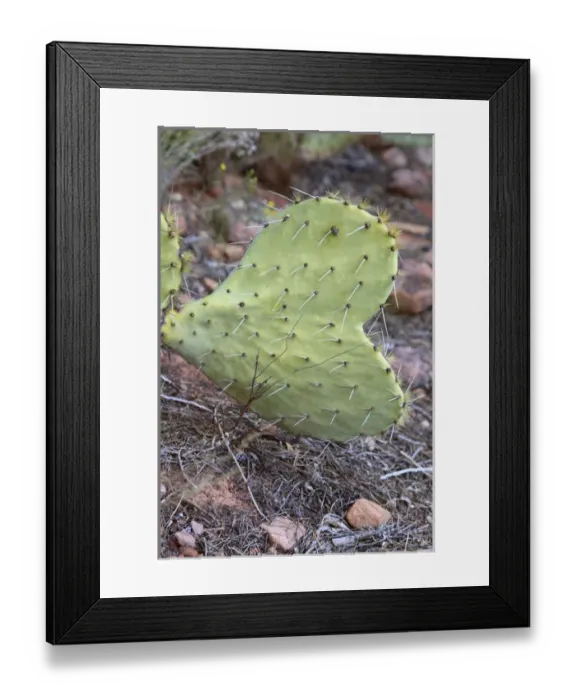 Framed Print : USA, Arizona, Sedona, cactus