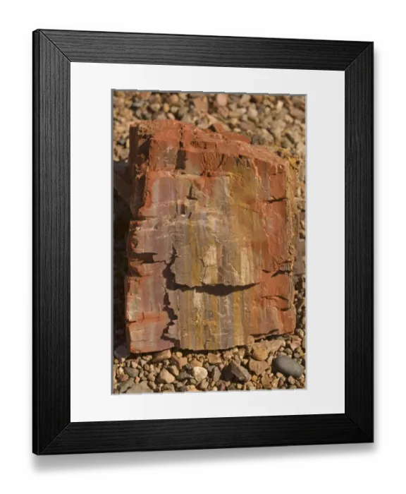 Framed Print : Chunks of petrified wood, once buried by silt, mud, and volcanic ash, lie strewn Framed Print : Chunks of petrified wood, once buried by silt, mud, and volcanic ash, lie strewn