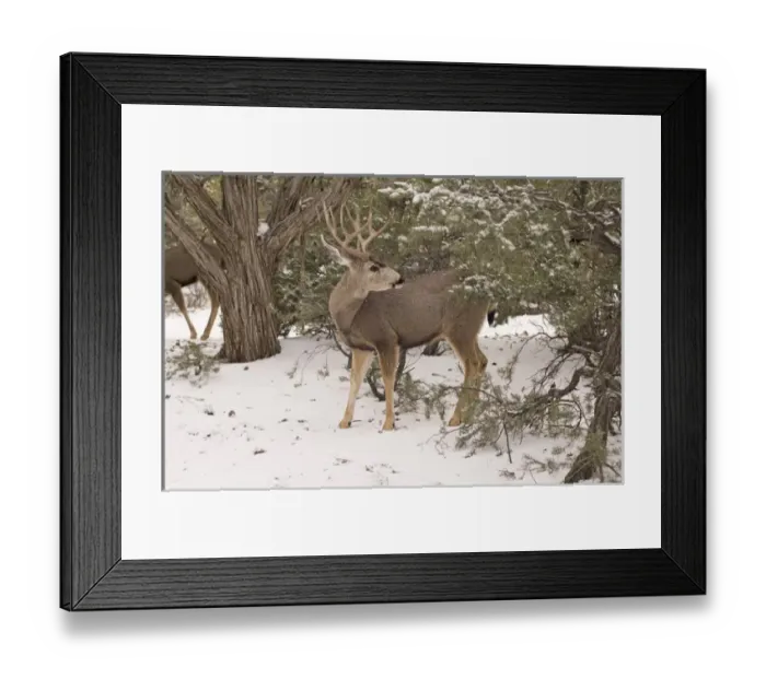 Framed Print : A large bull mule deer (Odocoileus hemionus) forages for food along the snowy south Framed Print : A large bull mule deer (Odocoileus hemionus) forages for food along the snowy south