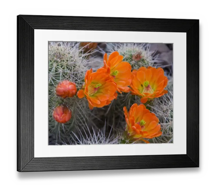Framed Print : Engelmanns Hedgehog Flower, Echinorcereus engelmannii, Sonoran Desert, Desert Botanical Garden Framed Print : Engelmanns Hedgehog Flower, Echinorcereus engelmannii, Sonoran Desert, Desert Botanical Garden