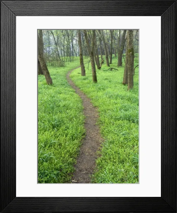 Framed Print : Trail winding through native grasses, Pruitt landing, Log Cabin Trail, Buffalo National River