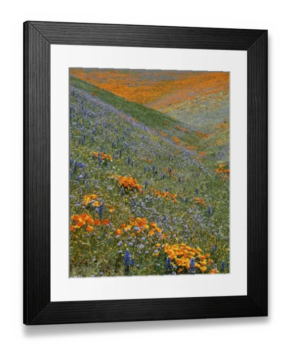 Framed Print : USA, California, Tehachapi Mountains, California Poppies, Lupine and Globe Gilia Framed Print : USA, California, Tehachapi Mountains, California Poppies, Lupine and Globe Gilia