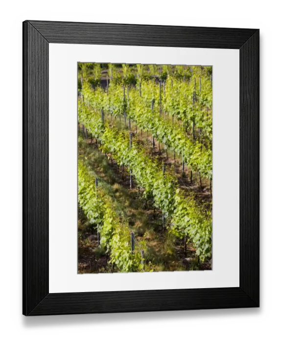 Framed Print : GERMANY, Baden-Wurttemberg, Esslingen Am Neckar. Town vineyards Framed Print : GERMANY, Baden-Wurttemberg, Esslingen Am Neckar. Town vineyards