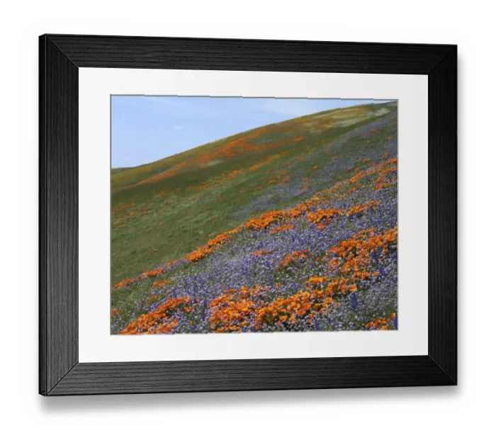 Framed Print : USA, California, Tehachapi Mountains, California Poppies and Globe Gilia