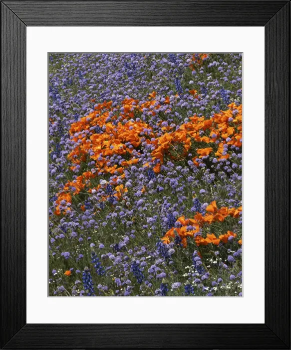 Framed Print : USA, California, Tehachapi Mountains, California Poppies and Globe Gilia