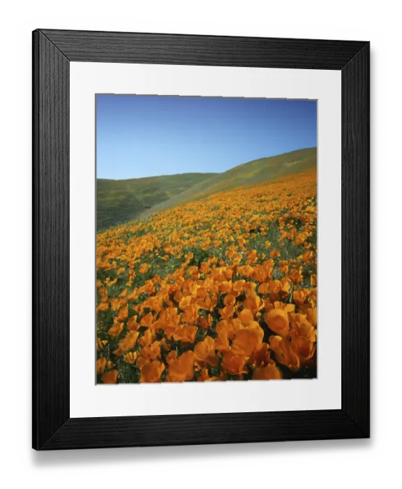 Framed Print : USA, California, Tehachapi Mountains, California Poppies Framed Print : USA, California, Tehachapi Mountains, California Poppies