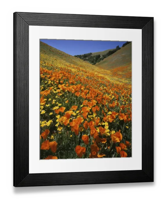 Framed Print : USA, California, Tehachapi Mountains, Goldfields and California Poppies