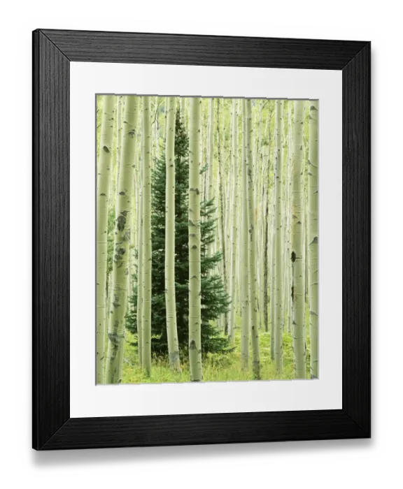 Framed Print : USA, Colorado, White River National Forest, Silver FIr in Aspen Grove