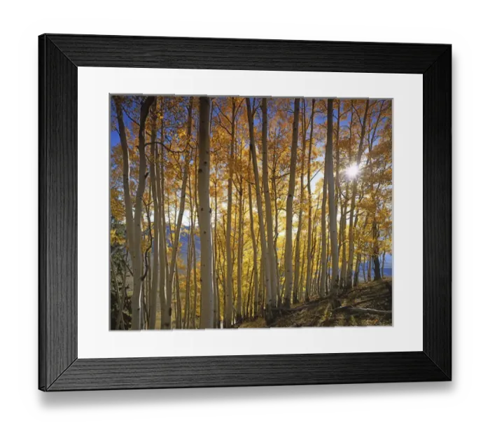Framed Print : USA, Colorado, Gunnison National Forest, Aspen Grove Framed Print : USA, Colorado, Gunnison National Forest, Aspen Grove