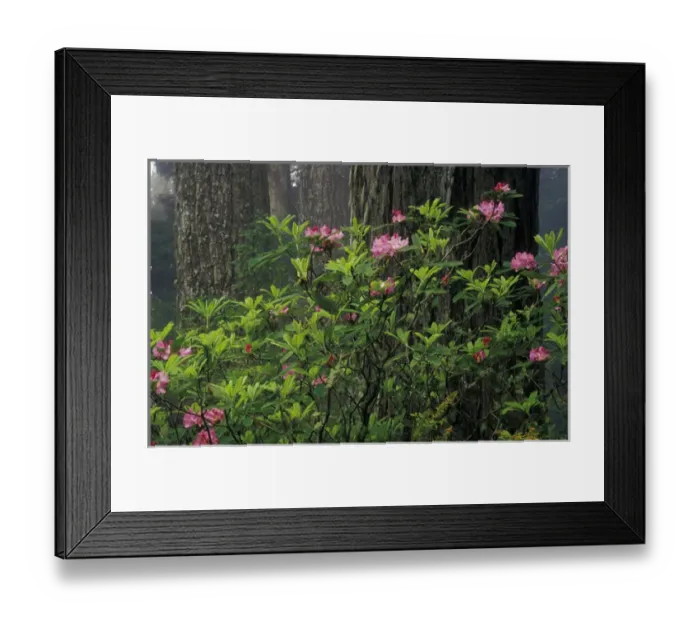 Framed Print : N. A. USA, California, Del Norte Redwoods St. Park Rhodies and Redwoods